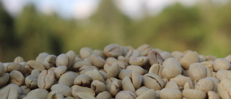 East Africa Nya-Nye SWP Decaf