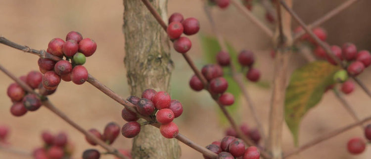 Tanzania Mbozi Lukululu Peaberry