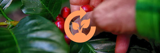 Best Way to Make Coffee for the Environment