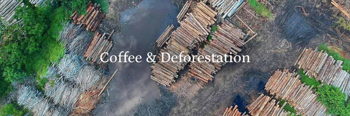 Coffee and Deforestation